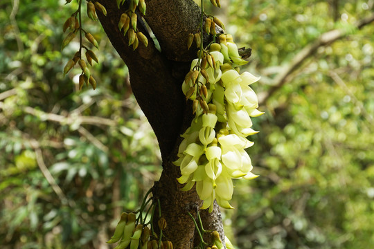 禾雀花