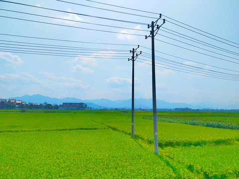 小麦田园