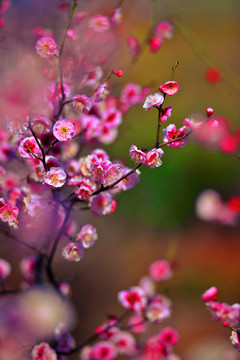 红梅花开