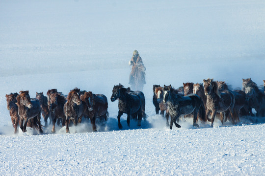 冬季雪原蒙古族牧马马群