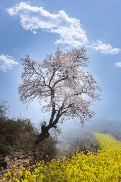 山野杏花