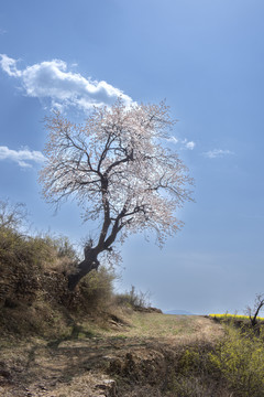 山野杏花