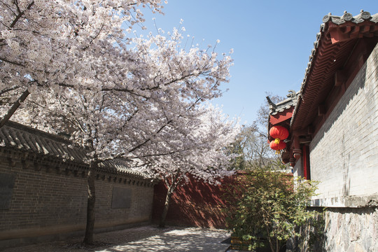 少林寺樱花