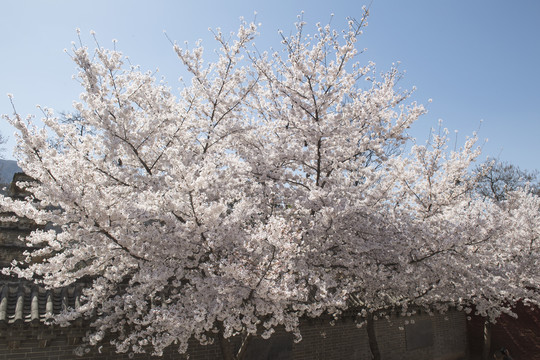 少林寺樱花