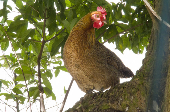 鸡上树