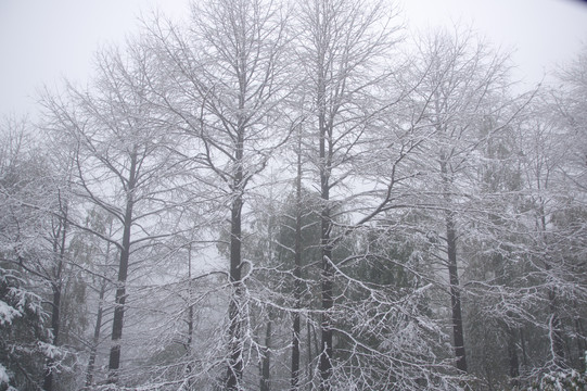 雪景