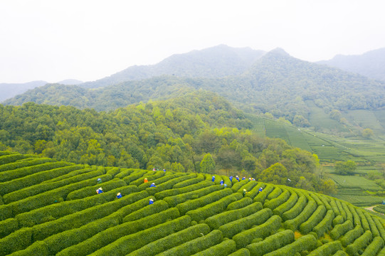 杭州西湖龙井龙坞茶园