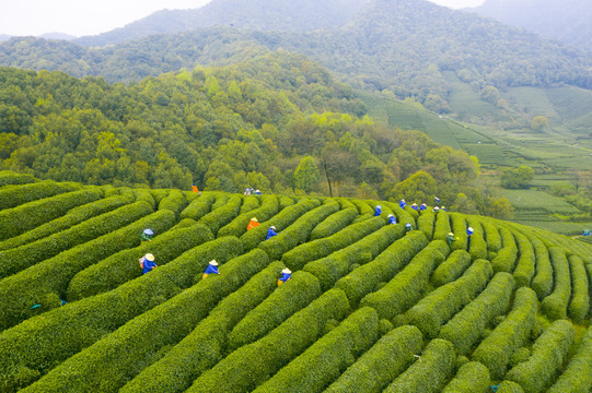 杭州西湖龙井龙坞茶园