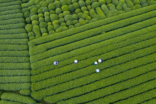 杭州西湖龙井龙坞茶园