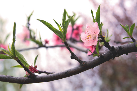 桃花