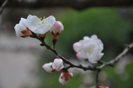 淡白浅红吐蕊开