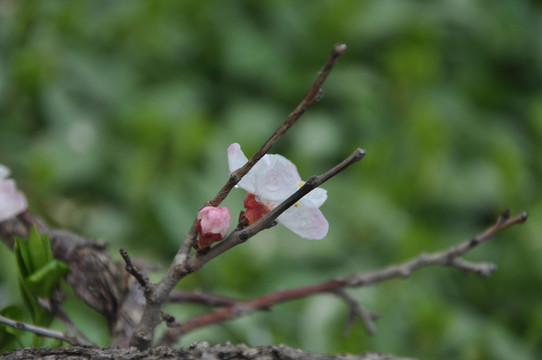 一花一蕾一春色