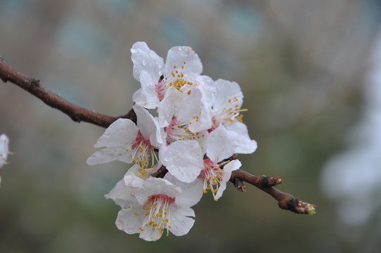 一枝杏花一枝春