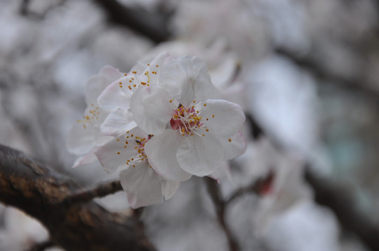 疏影杏花春