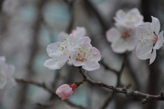 淡白浅红杏花开