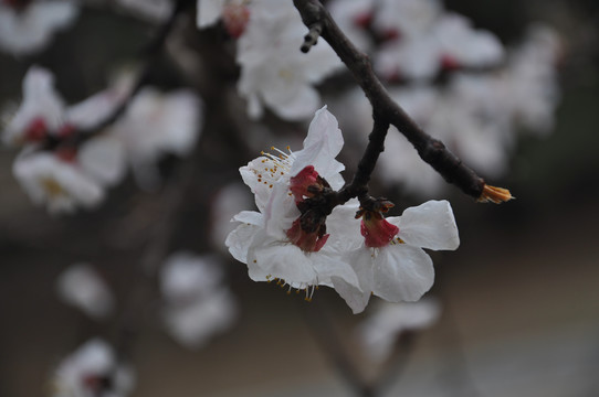 疏影杏花春