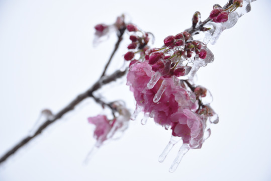 冰冻樱花