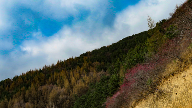 山桃桃花