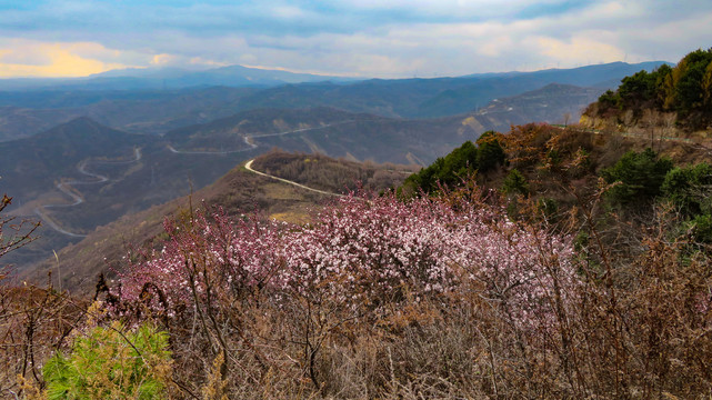 野桃树山桃