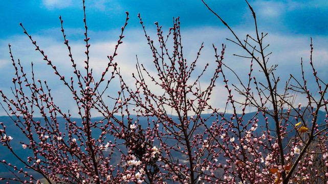 山桃桃花