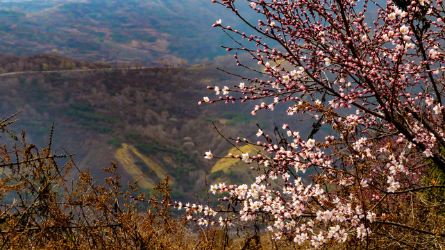 山桃桃花