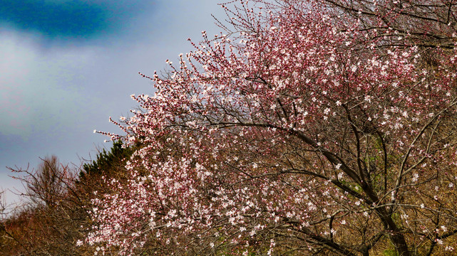 山桃桃花