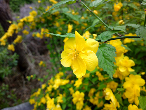 棣棠花