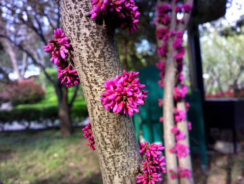 紫荆花