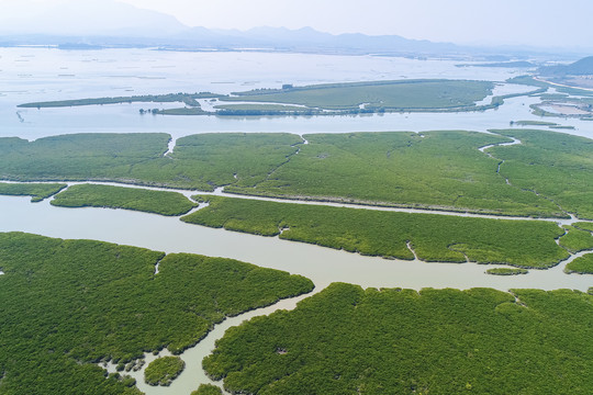 红树林湿地公园