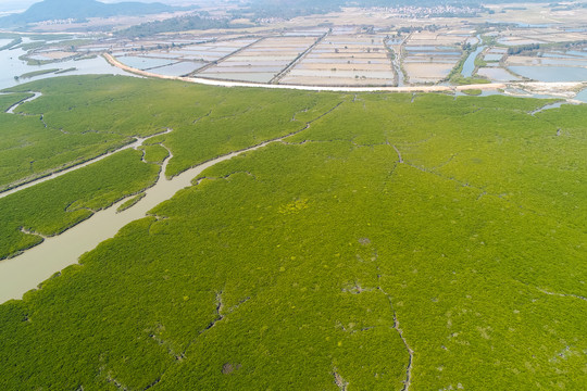 红树林湿地