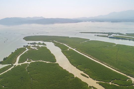 红树林