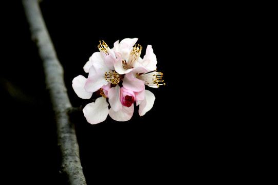 桃花春韵