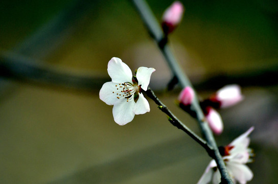 桃花春韵