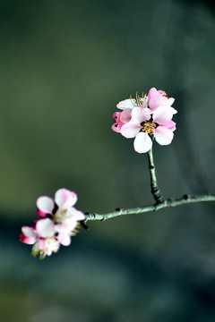 桃花春韵