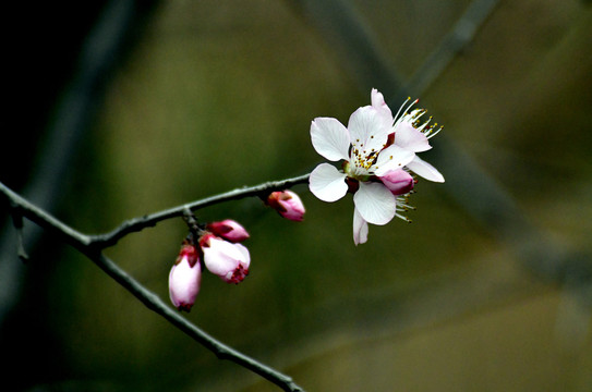 桃花春韵