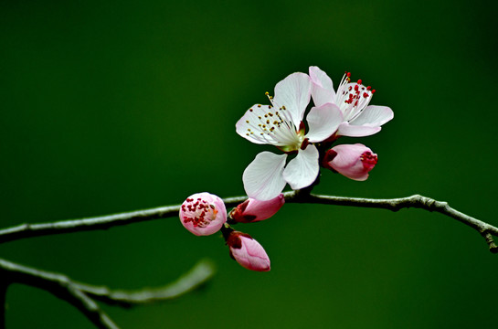 桃花春韵