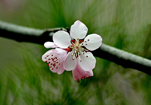 桃花春韵