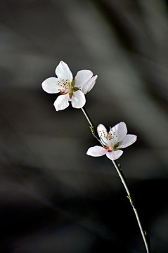 桃花春韵