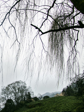 雅安蒙顶山茶林