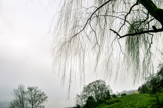 蒙顶山茶场旅游