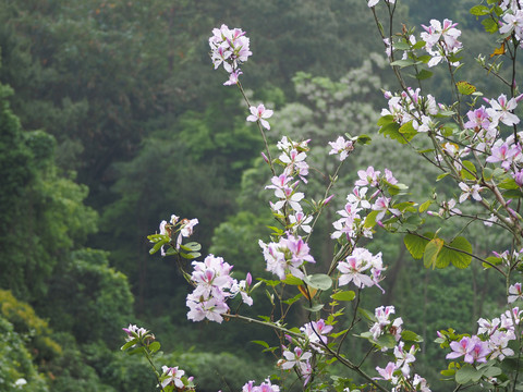 紫荆花