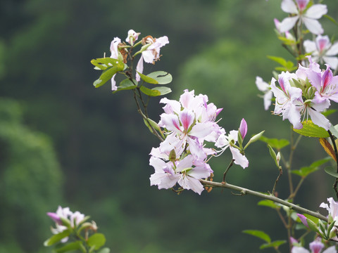 紫荆花