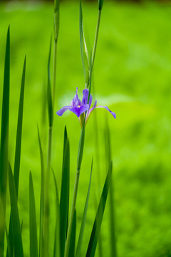 紫色鸢尾花