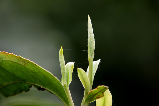 明前茶