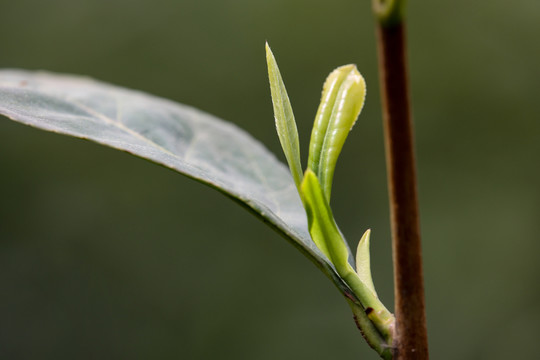 茶叶