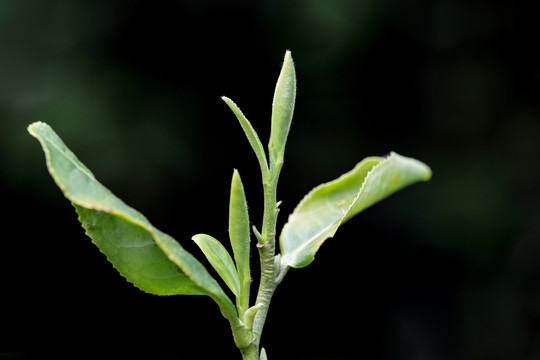 茶叶素材