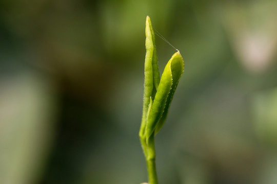 茶叶素材