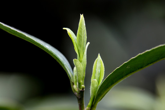 明前茶叶