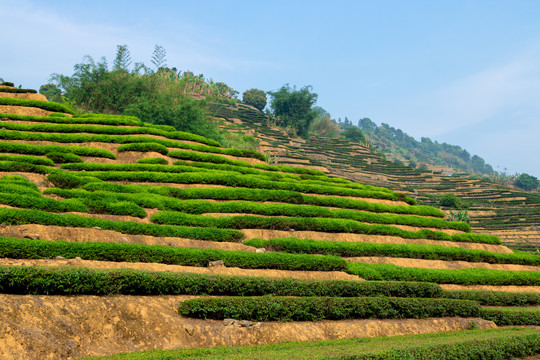 茶树春茶