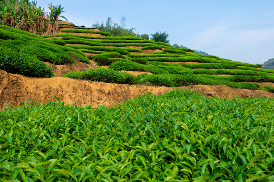 茶树春茶